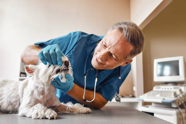 Best Walk-In Emergency Dentist in Granite City, IL
